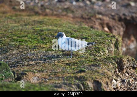 Sabines Möwe (Xema sabini) auf Küstenschlammflächen bei Ebbe Stockfoto