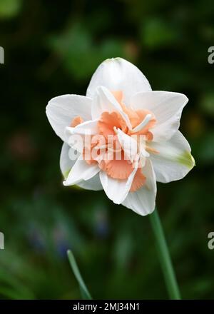 Erstaunliche Narzisse „füllen“ eine doppelte Hybrid-Narzissen in Weiß und Aprikose mit wunderschönem Bokeh-Hintergrund. Natürliche Kulisse für Osterferien Stockfoto
