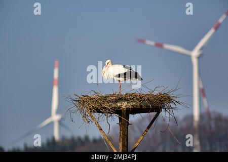 Weißstorch (Ciconia ciconia) im Nest, auf einem Bein stehend, hinter ihm zwei Windturbinen, Windkraftwerk, Stork Village Elbrinxen, Luegde, Natur Stockfoto