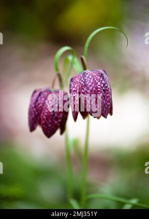 Wunderschöne, lila Schlangenkopf-Fritillar-Wildblumen in einem Frühlingsgarten mit verschwommenem Hintergrund. (Fritillaria meleagris) Stockfoto