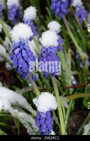 Weinberge Traubenhyazinth einige Blüten mit blauen Blüten im Schnee Stockfoto