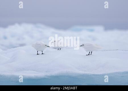 Drei Elfenbeinmöwen (Pagophila eburnea/Larus eburneus) auf Eisscholle entlang der Küste von Svalbard/Spitsbergen, Norwegen Stockfoto