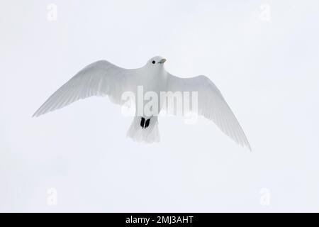 Elfenbeinmöwe (Pagophila eburnea / Larus eburneus) im Flug entlang der Küste von Svalbard / Spitsbergen, Norwegen Stockfoto