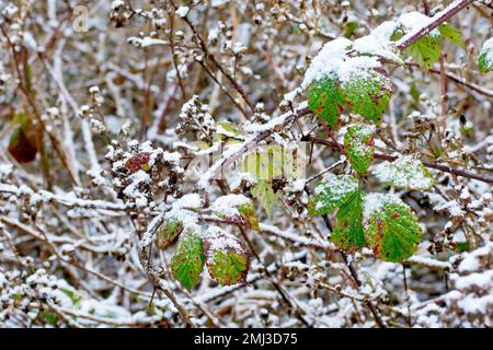 Brombeere oder Bramble (rubus fruticosus), Nahaufnahme eines langen Strauchläufers mit Blättern, bedeckt mit einem leichten Schneestaub. Stockfoto