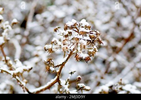 BlackBerry oder Bramble (rubus fruticosus), Nahaufnahme mit einem toten Blütenkopf des Strauchs, bedeckt mit einem leichten Schneestaub. Stockfoto