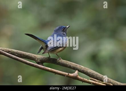 Blaukehlschnäpper (Cyornis rubeculoides klossi), männlicher Erwachsener auf dem Zweig Di Linh, Vietnam. Dezember Stockfoto