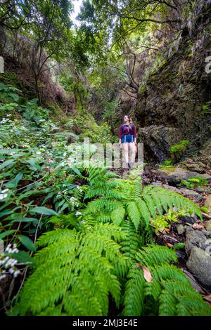 Wanderweg Vereda do Larano, Wandern im Wald, Madeira, Portugal Stockfoto