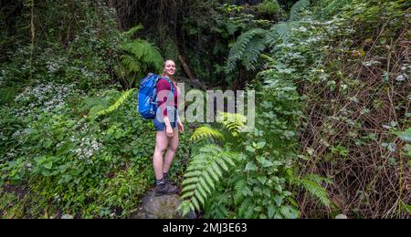 Wanderer auf dem Vereda do Larano Trail, Wald und Farn, Madeira, Portugal Stockfoto