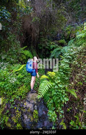 Wanderer auf dem Vereda do Larano Trail, Wald und Farn, Madeira, Portugal Stockfoto