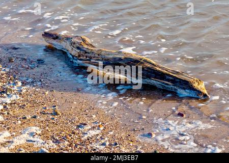 Nahaufnahme eines kleinen Stämms oder Zweigs, ein Stück Treibholz, das angespült und bei der Ebbe an einem Sandstrand zurückgelassen wurde. Stockfoto