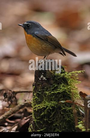 Verschneiter Flycatcher (Ficedula hyperythra annamensis), männlicher Erwachsener, hoch oben auf totem Stumpf Da Lat, Vietnam. Dezember Stockfoto