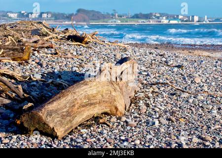 Nahaufnahme eines großen Baumstamms oder Baumstamms, ein Stück Treibholz, das an der Hochwasserlinie eines Kieselstrands in der Nähe von Arbroath angespült wurde. Stockfoto