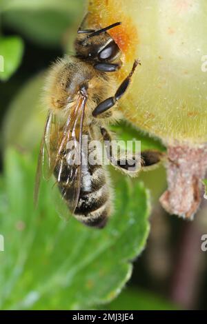 Honigbiene (APIs mellifera), die die süße Stachelbeere im Garten isst. Stockfoto