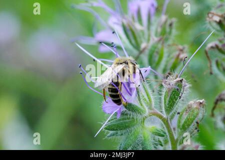 Honigbiene (APIs mellifera), die die Blüten wilder Pflanzen auf dem Land bestäubt. Stockfoto