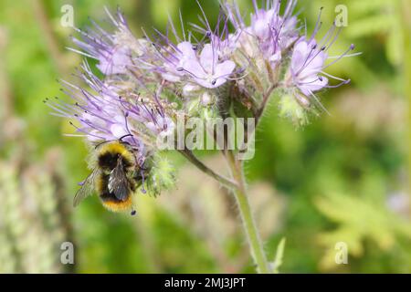 Hummel (Bombus sp.) Befruchtende Blüten von Spitzen-Phacelien, Blautansien oder Purpurtansien, Phacelia tanacetifolia. Stockfoto