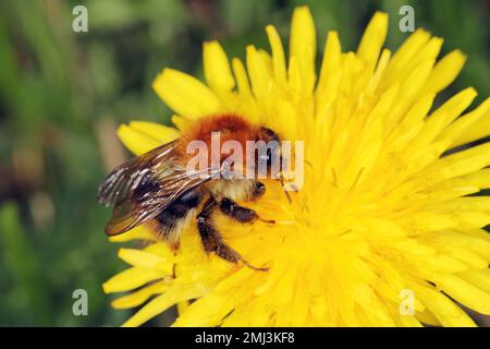 Hummel (Bombus sp.) Bestäubende Blumen. Stockfoto