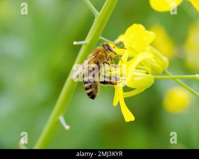 Honigbiene (APIs mellifera), die Rapssamen bestäubt, Rapsblüten auf einem Ackerfeld. Stockfoto