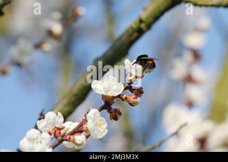 Hummel (Bombus sp.). Bestäubender Aprikosenbaum im Frühlingsblütengarten. Hummeln sammeln Nektar-Pollen-Honig in Aprikosenbaumblüten. Stockfoto