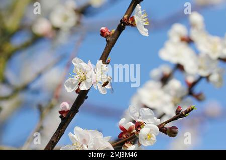 Schweben Sie im Frühling über die Blüten eines Aprikosenbaums im Garten mit der Fliege (Syrphidae). Es ist ein nützliches Insekt, das die Zahl der Pflanzenschädlinge verringert. Stockfoto