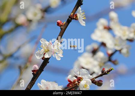 Schweben Sie im Frühling über die Blüten eines Aprikosenbaums im Garten mit der Fliege (Syrphidae). Es ist ein nützliches Insekt, das die Zahl der Pflanzenschädlinge verringert. Stockfoto