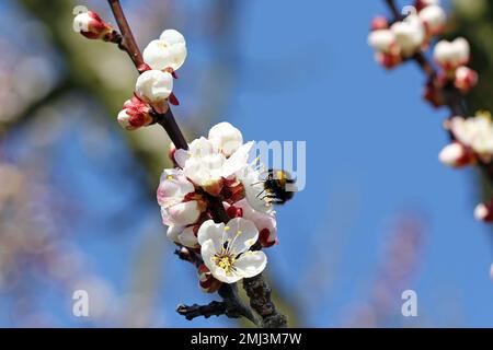 Hummel (Bombus sp.). Bestäubender Aprikosenbaum im Frühlingsblütengarten. Hummeln sammeln Nektar-Pollen-Honig in Aprikosenbaumblüten. Stockfoto