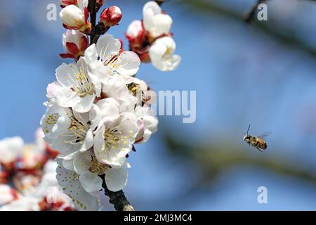 Honigbiene (APIs mellifera) und Wildbiene Osmia, die die Blüten von Wildpflanzen auf dem Land bestäubt. Stockfoto