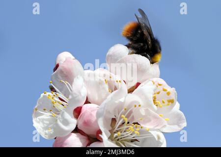 Hummel (Bombus sp.). Bestäubender Aprikosenbaum im Frühlingsblütengarten. Hummeln sammeln Nektar-Pollen-Honig in Aprikosenbaumblüten. Stockfoto