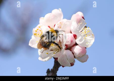 Hummel (Bombus sp.). Bestäubender Aprikosenbaum im Frühlingsblütengarten. Hummeln sammeln Nektar-Pollen-Honig in Aprikosenbaumblüten. Stockfoto