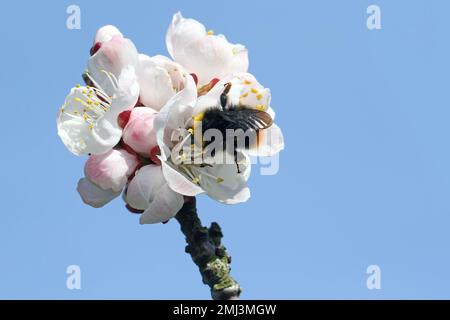 Hummel (Bombus sp.). Bestäubender Aprikosenbaum im Frühlingsblütengarten. Hummeln sammeln Nektar-Pollen-Honig in Aprikosenbaumblüten. Stockfoto