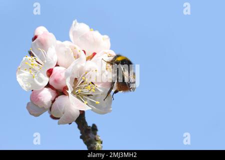 Hummel (Bombus sp.). Bestäubender Aprikosenbaum im Frühlingsblütengarten. Hummeln sammeln Nektar-Pollen-Honig in Aprikosenbaumblüten. Stockfoto