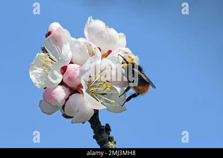 Hummel (Bombus sp.). Bestäubender Aprikosenbaum im Frühlingsblütengarten. Hummeln sammeln Nektar-Pollen-Honig in Aprikosenbaumblüten. Stockfoto