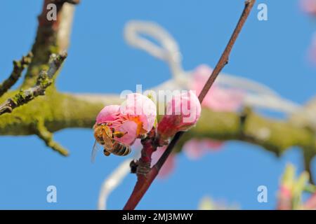 Nahaufnahme der europäischen Biene von blumigen Pfirsichbäumen im Frühlingsblütengarten. Honigbiene, die Nektar-Pollen-Honig in Pfirsichbaumblüten sammelt. Stockfoto