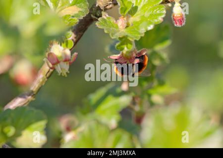 Tawny Mining Biene, Andrena fulva bestäubende Blumen. Sie füttern, bestäuben die Stachelbeerblüte im Garten im Frühling. Stockfoto