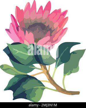 Stellen Sie eine realistische Vektordarstellung von proteafilmen ein. Tropische Königsblume protea in Blüte. Stock Vektor