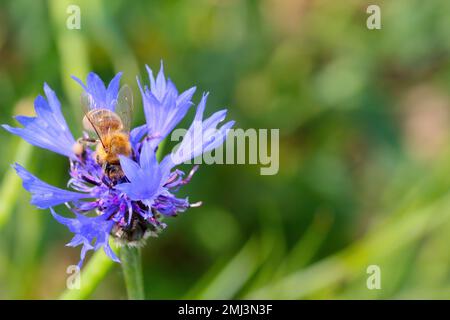 Honigbiene (APIs mellifera) bestäubende Blüten von Centaurea cyanus, gemeinhin bekannt als Maisblume oder Junggesellen-Knopf. Stockfoto