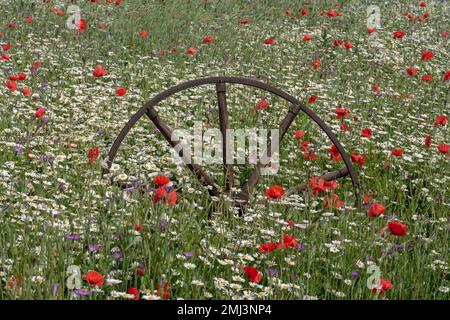 Altes Wagenrad auf dem Feld der Ackerpflanzen Stockfoto