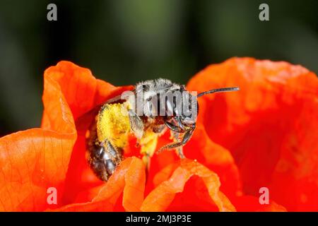 Die Befruchtung von Pflanzenblumen durch Wildbienen. Stockfoto