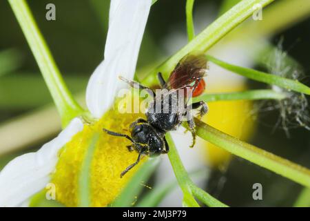 Die Befruchtung von Pflanzenblumen durch Wildbienen. Stockfoto