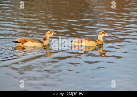 Ägyptische Gans (Alopochen aegyptiacus), zwei im See schwimmende Gänse, Bayern, Deutschland Stockfoto