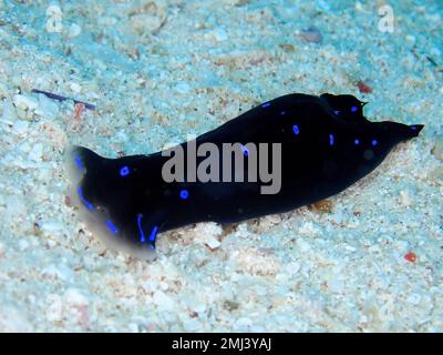 Blaue gepunktete Kopfschnecke (Chelidonura livida) auf Sand. Tauchplatz House Reef, Mangrove Bay, El Quesir, Rotes Meer, Ägypten Stockfoto