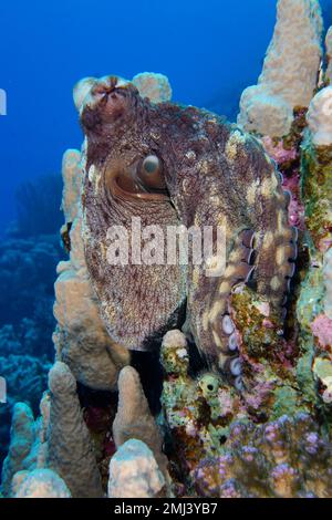 Großer blauer Tintenfisch (Octopus cyaneus), Tauchplatz Hausriff, Mangrove Bay, El Quesir, Rotes Meer, Ägypten Stockfoto