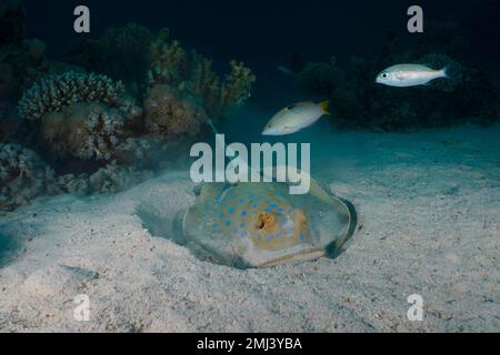 Bluespotted Bipbontail ray (Taeniura Lymma), der nachts auf Futtersuche ging, beobachtet von 2 juncos, die versuchten, ihre Beute zu holen. Tauchplatz House Reef, Mangrove Bay, El Stockfoto