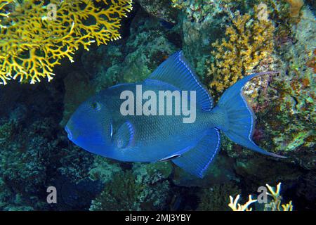 Blauer Triggerfisch (Pseudobalistes fuscus), Tauchplatz am Hausriff, Mangrove Bay, El Quesir, Rotes Meer, Ägypten Stockfoto