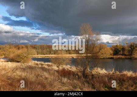 Spätherbst am Mulde bei Dessau, Herbstfarben in der Natur, Biosphärenreservat Mittelelbe, Dessau-Rosslau, Sachsen-Anhalt, Deutschland Stockfoto