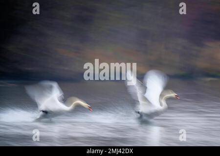 Stumm Swan (Cygnus olor) verjagt einen Rivalen, Bewegungsunschärfe, Hessen, Deutschland Stockfoto