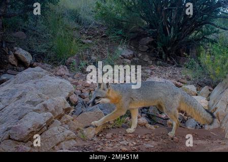 Grey Fox, Chupadera Mountains, New Mexico, USA. Stockfoto