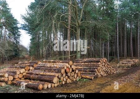 Gestapeltes Schnittholz auf dem Sandringham Estate in Norfolk. Stockfoto