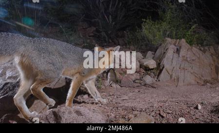 Grey Fox, Chupadera Mountains, New Mexico, USA. Stockfoto