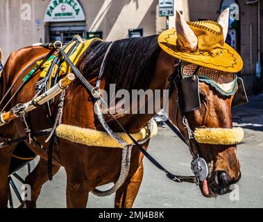 Pferdekutsche mit speziell ausgerüstetem Pferd, Palermo, Sizilien, Palermo, Sizilien, Italien Stockfoto