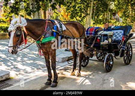 Pferdekutsche mit speziell ausgerüstetem Pferd, Palermo, Sizilien, Palermo, Sizilien, Italien Stockfoto